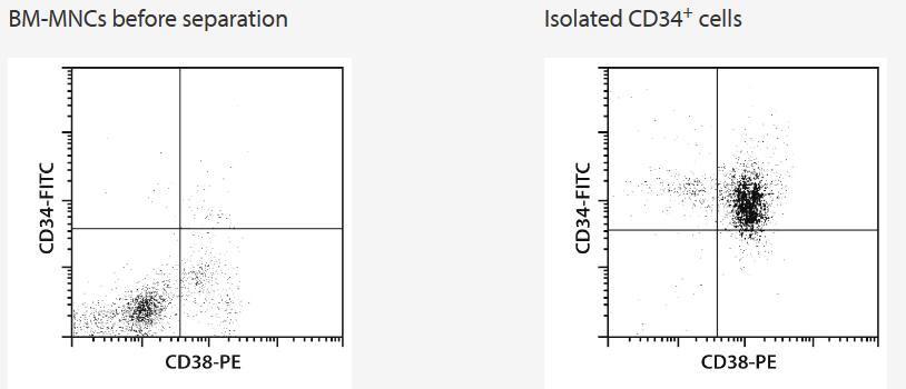 Flow cytometric analysis of CD34+ cells isolated from bone marrow mononuclear cells (BM-MNCs) using the CD34 MicroBead Kit, an MS Column, and a MiniMACS Separator.